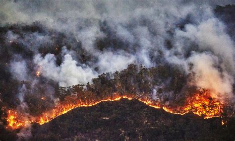 australia mega fires|Australia's fires 'killed or harmed three billion animals' .